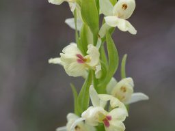 Dactylorhiza_insularis_forme_bartonii_La_Ercina_Picos_de_Europa-min